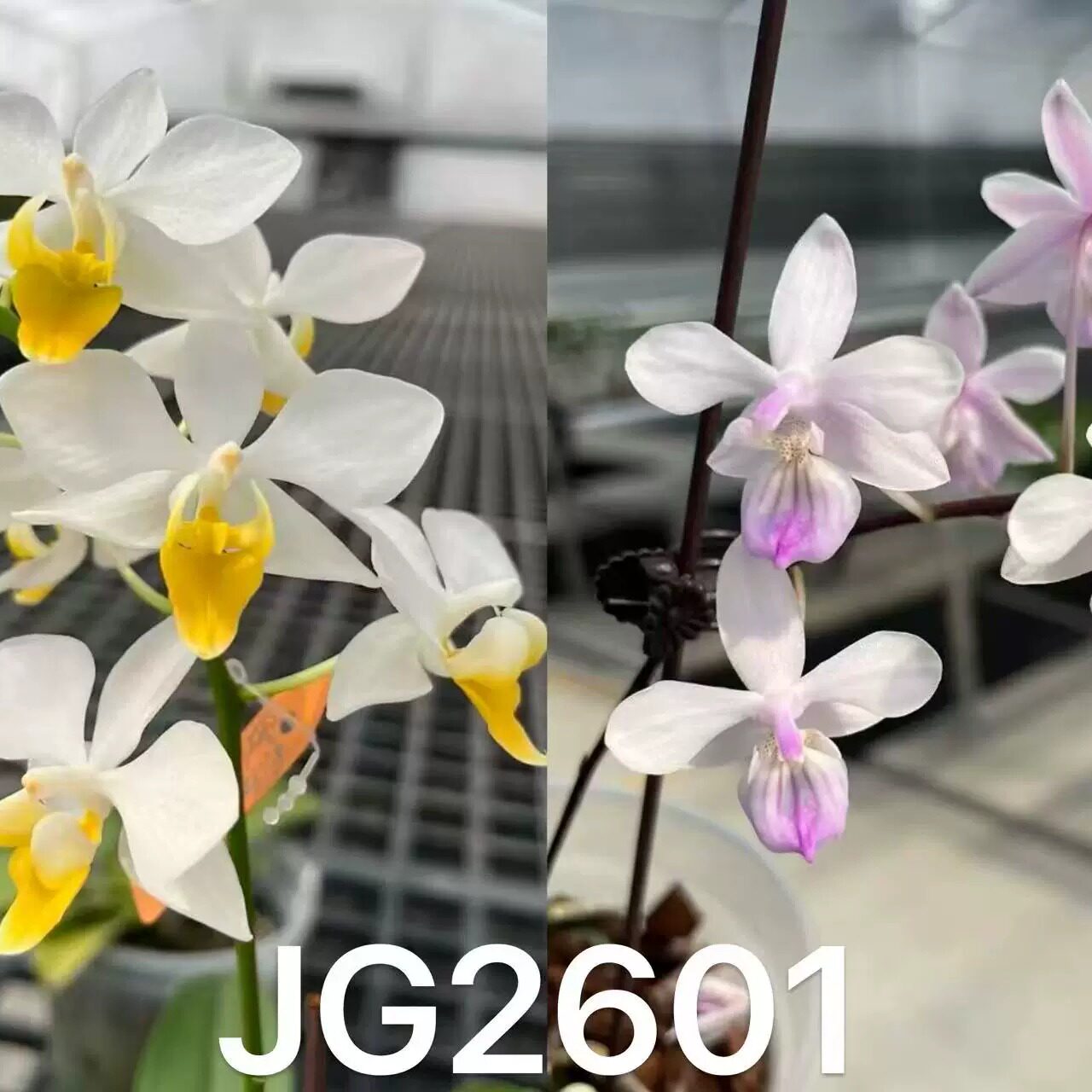 JG2601黄唇英特交林登 花农杰哥兰园原生种珍奇类蝴蝶兰图片