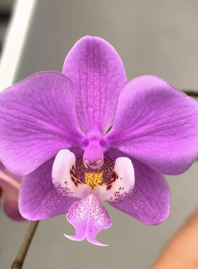 花农杰哥原生种西蕾丽蝴蝶兰红楼梦