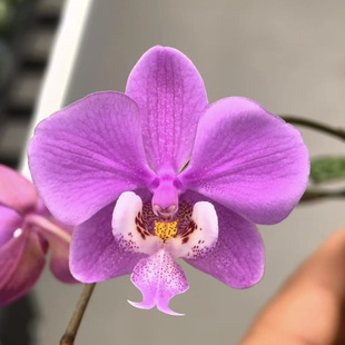 花农杰哥原生种西蕾丽蝴蝶兰红楼梦