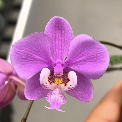 花农杰哥原生种西蕾丽蝴蝶兰红楼梦