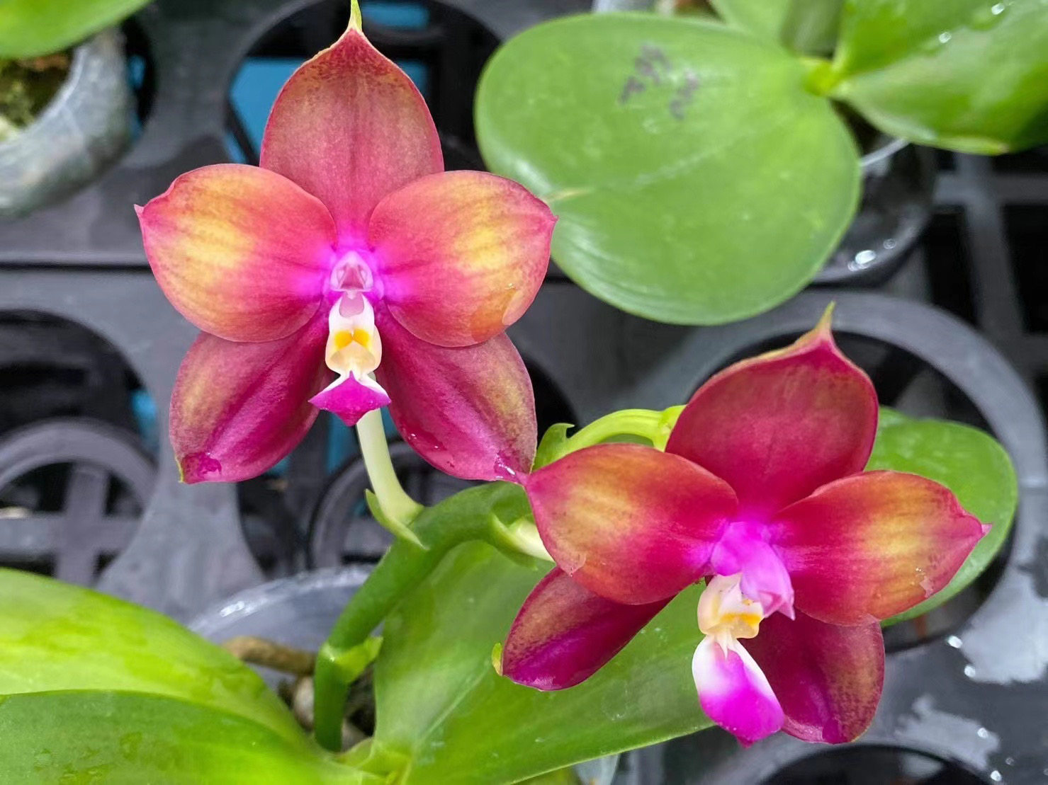 花农杰哥原生种趣味珍奇类蝴蝶兰直播专用MO662