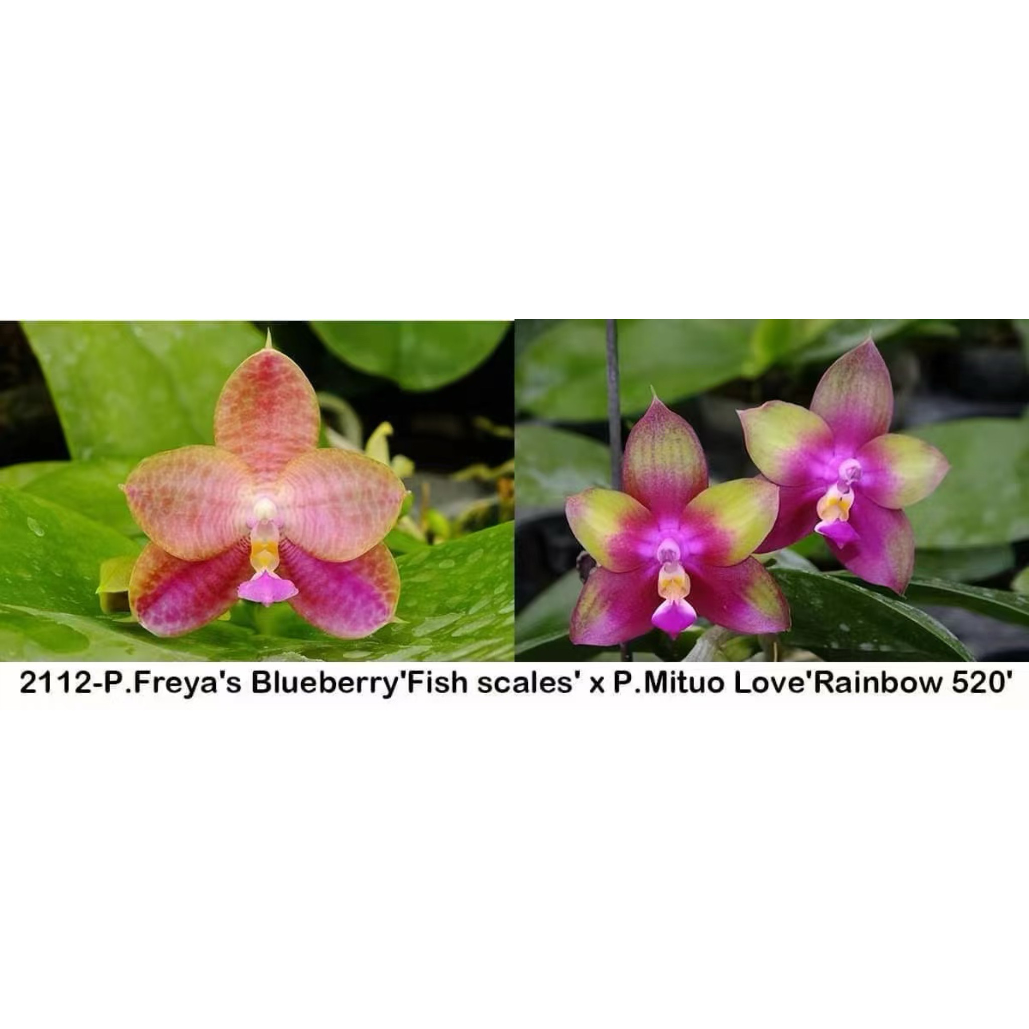 花农杰哥原生种珍奇类蝴蝶兰直播用 k2112