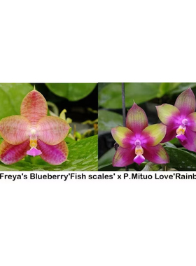 花农杰哥原生种珍奇类蝴蝶兰直播用 k2112