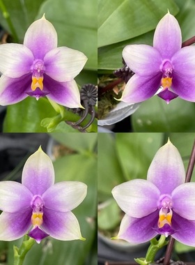 花农杰哥原生种蝴蝶兰直播用 蓝色沙美娜