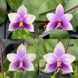 花农杰哥原生种蝴蝶兰直播用 蓝色莎美娜