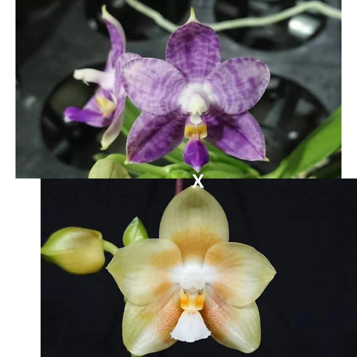 花农杰哥原生种趣味珍奇类蝴蝶兰直播专用AMM56