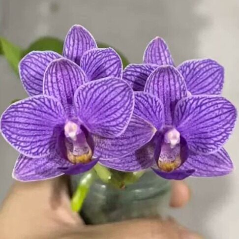 JG115幕山蓝 花农杰哥原生种蝴蝶兰
