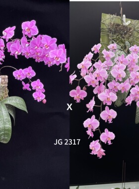 花农杰哥原生种蝴蝶兰直播专用西蕾丽JG2317