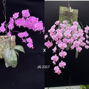 花农杰哥原生种蝴蝶兰直播专用西蕾丽JG2317