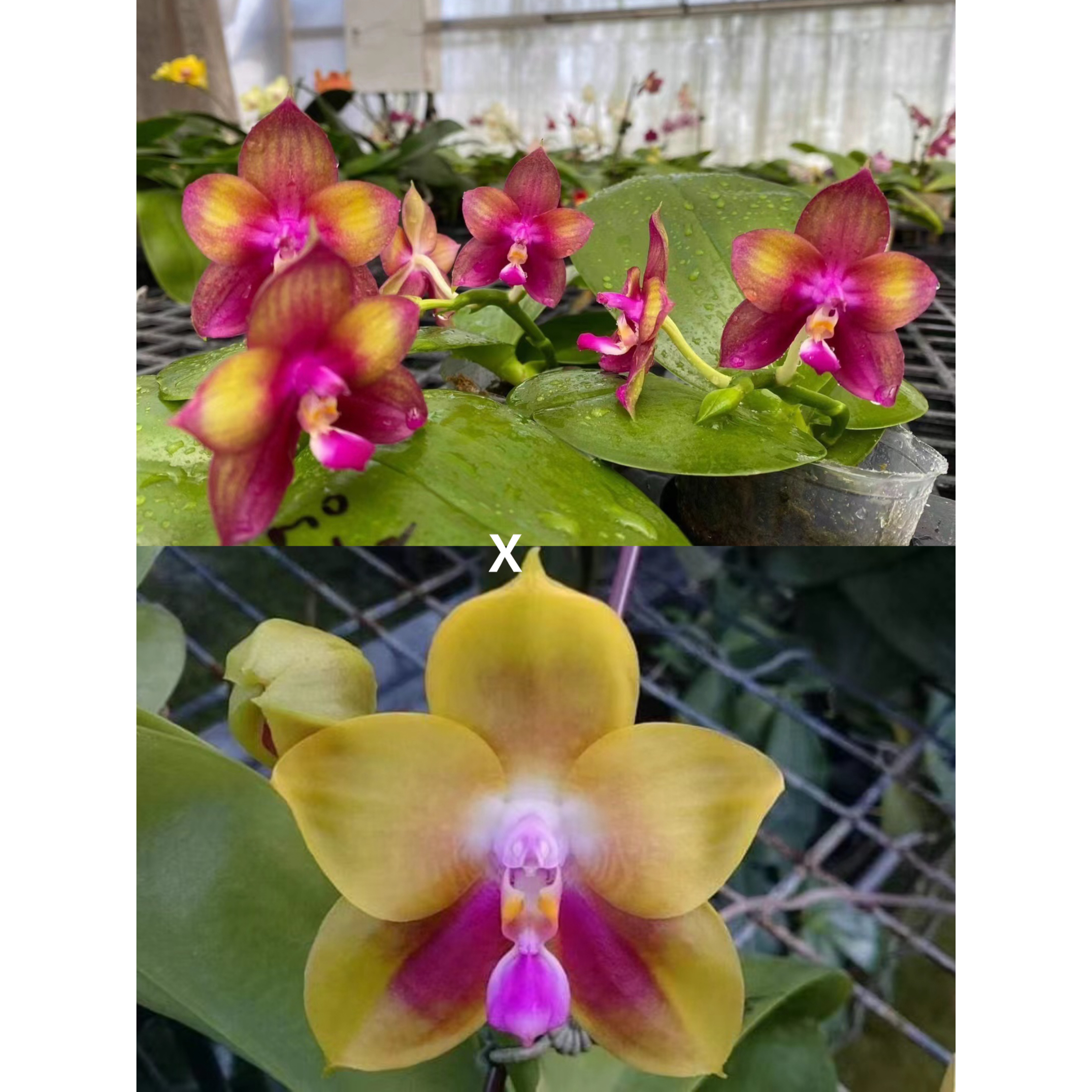 花农杰哥原生种趣味珍奇类蝴蝶兰直播专用AMM77