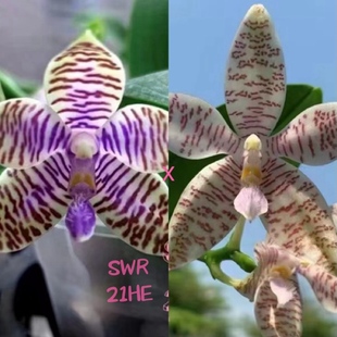 花农杰哥原生种珍奇类蝴蝶 路德交象形文字SWR21HE