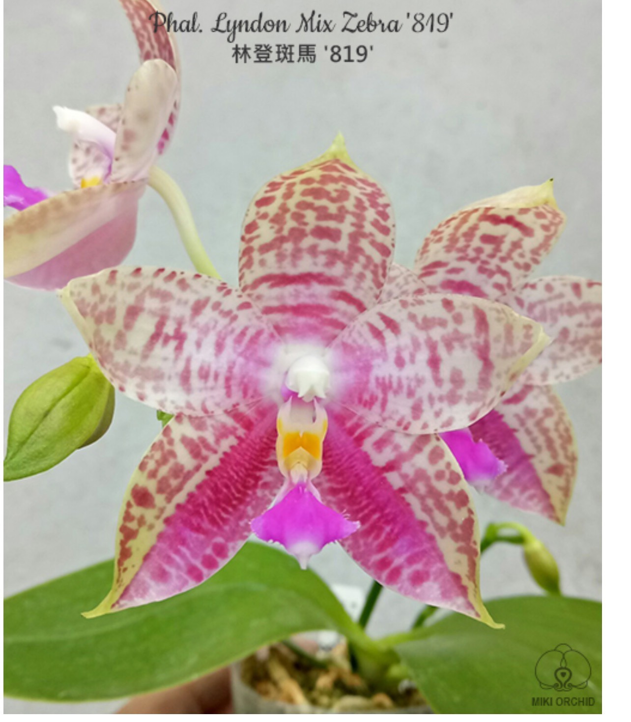 玛丽娅兰园原生种蝴蝶兰花盆栽绿植林登斑马819-封面