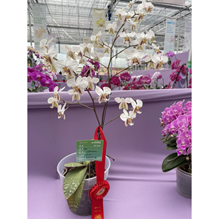 花农杰哥原生种蝴蝶兰直播用史塔基 JG110大白