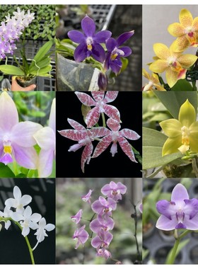 玛丽娅兰园原生种蝴蝶兰花趣味珍奇类绿植盆栽客厅阳台