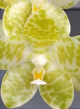 花农杰哥原生种直播专用链接蝴蝶兰白象“大維”