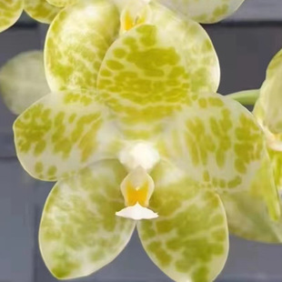 花农杰哥原生种直播专用链接蝴蝶兰白象 大維