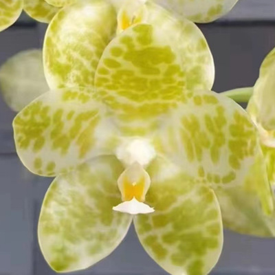 花农杰哥原生种直播专用链接蝴蝶兰白象“大維”