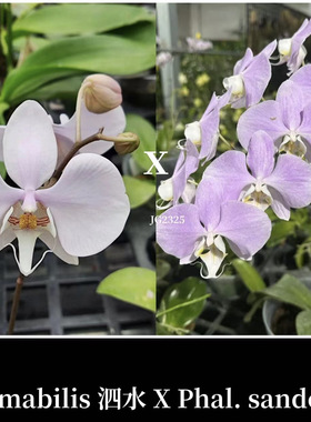 花农杰哥原生种蝴蝶兰直播用泗水阿嬷交桑德JG2325