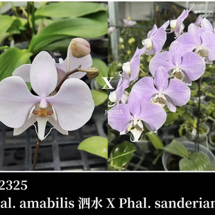 花农杰哥原生种蝴蝶兰直播用 泗水阿嬷交桑德JG2325