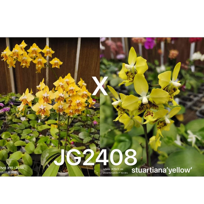 JG2408黄史 花农杰哥原生种蝴蝶兰