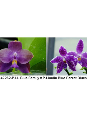 花农杰哥原生种珍奇类蝴蝶兰直播专用42262蓝色家族交蓝鹦鹉
