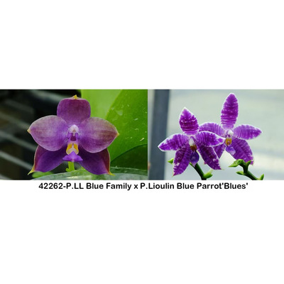 花农杰哥原生种珍奇类蝴蝶兰直播专用42262蓝色家族交蓝鹦鹉