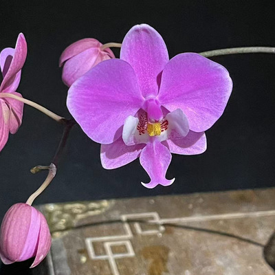 花农杰哥原生种西蕾丽蝴蝶兰 SWR云豹