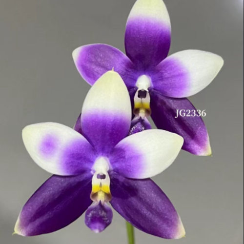 JG2336蓝色珍妮佛 花农杰哥原生种蝴蝶兰直播用