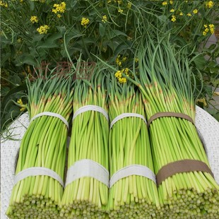当季脆嫩蒜苔现摘包邮新鲜蒜苔带箱5斤河南产地直销蔬菜红帽蒜薹