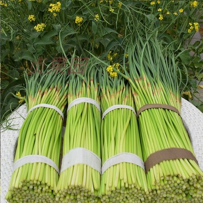 新鲜蒜苔带箱5斤河南产地直