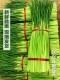 现货露天蒜苔新鲜5斤农家蔬菜蒜台蒜毫蒜薹蒜苗3当季 整箱非山东