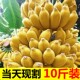 正宗小米蕉小香粉蕉10斤新鲜奶蕉当季 苹果蕉自然熟芭蕉圆香蕉皇帝