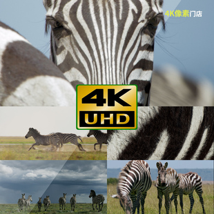 445-4K视频素材-斑马条纹奔跑野生动物群迁徙保护区平原户外阴天