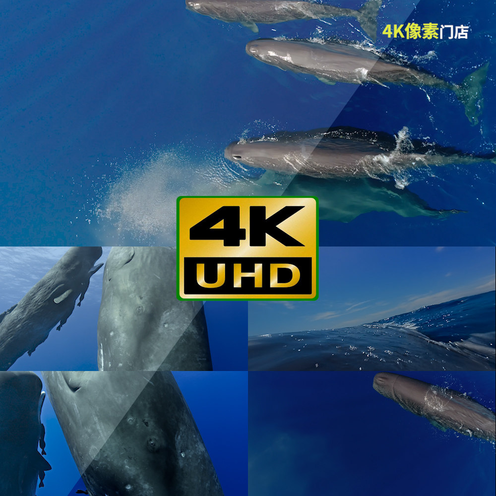 248-4k视频素材-鲸鱼抹香鲸须鲸蓝鲸座头鲸灰鲸天空美景岛屿雪山