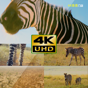 442-4K视频素材-斑马条纹奔跑野生动物群迁徙保护区平原户外特写