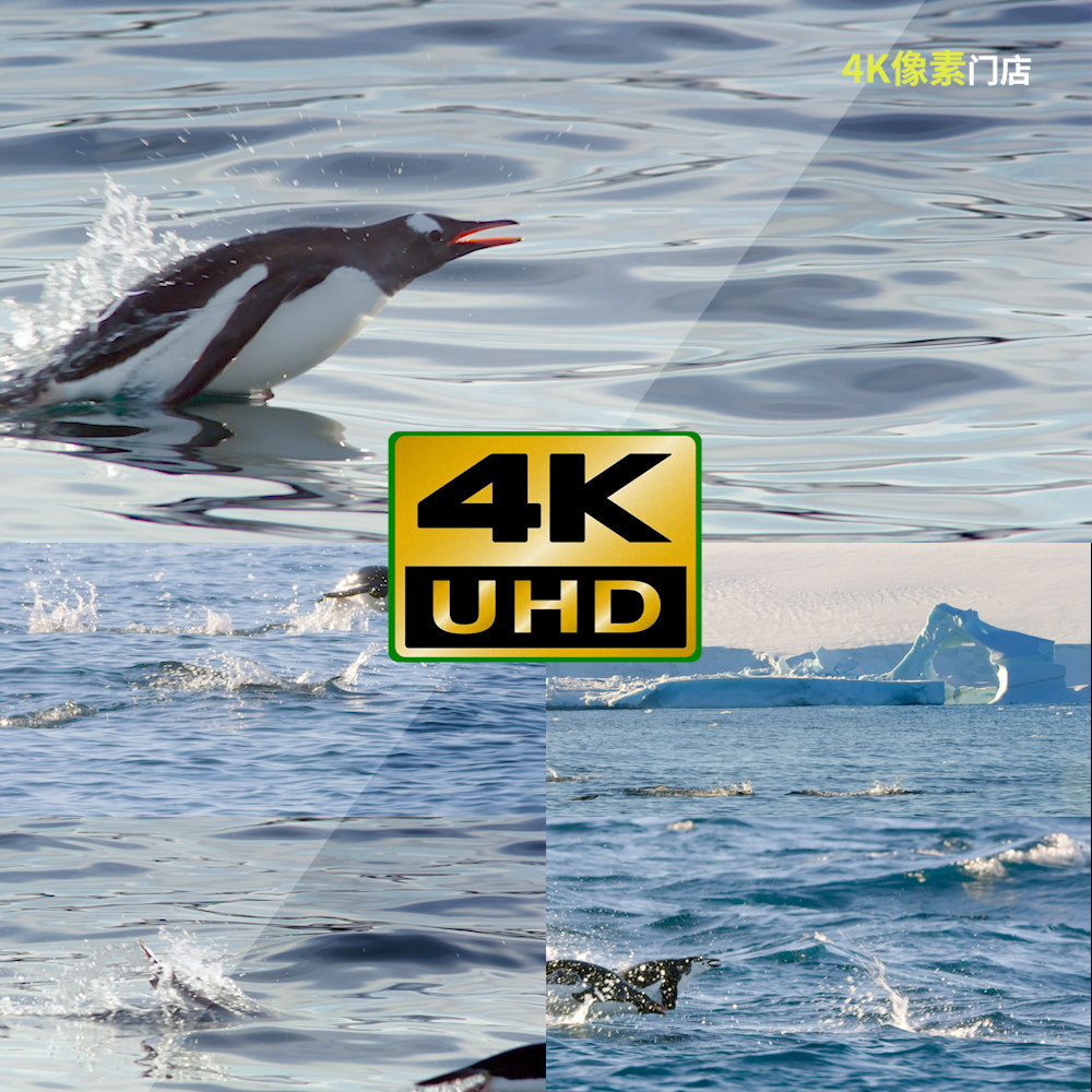 267-4k视频素材-企鹅冰洋游泳群体游泳礁石珊瑚海洋水下海水捕食