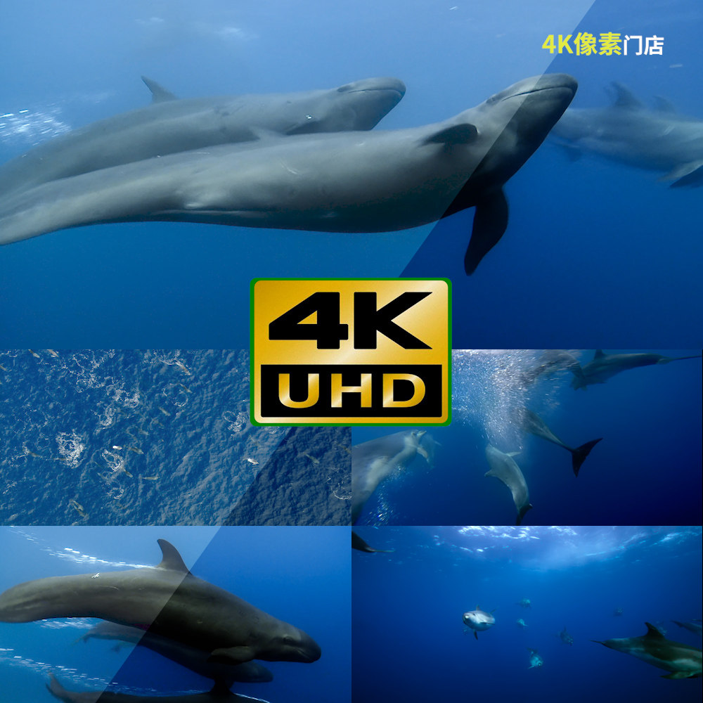 146-4k视频素材-海豚海洋海水游泳水下生物生态哺乳动物鱼类自然