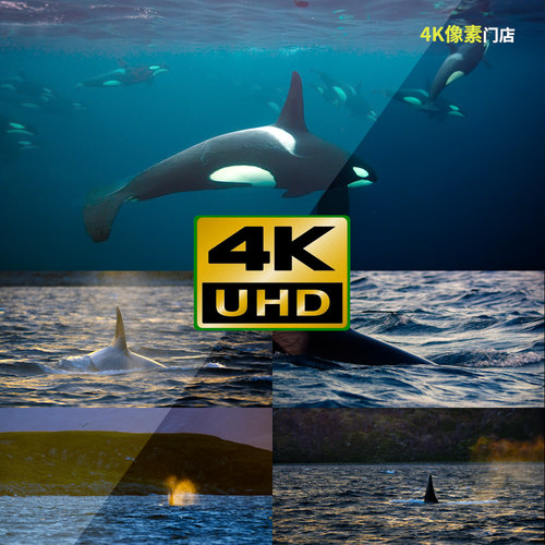 211-4K视频素材-虎鲸群体海洋海水游泳水下生物生态动物鱼类自然