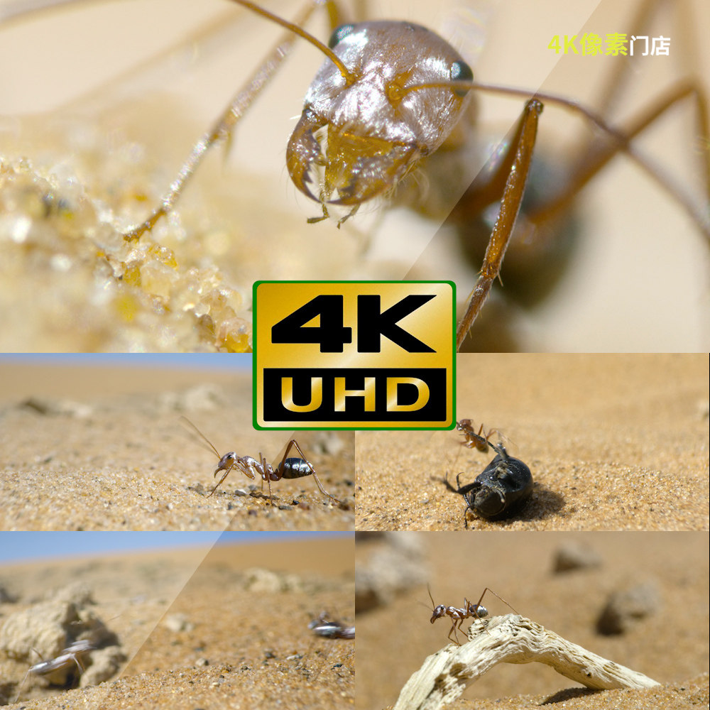683-4K视频素材-蚂蚁群体设计素材/源文件