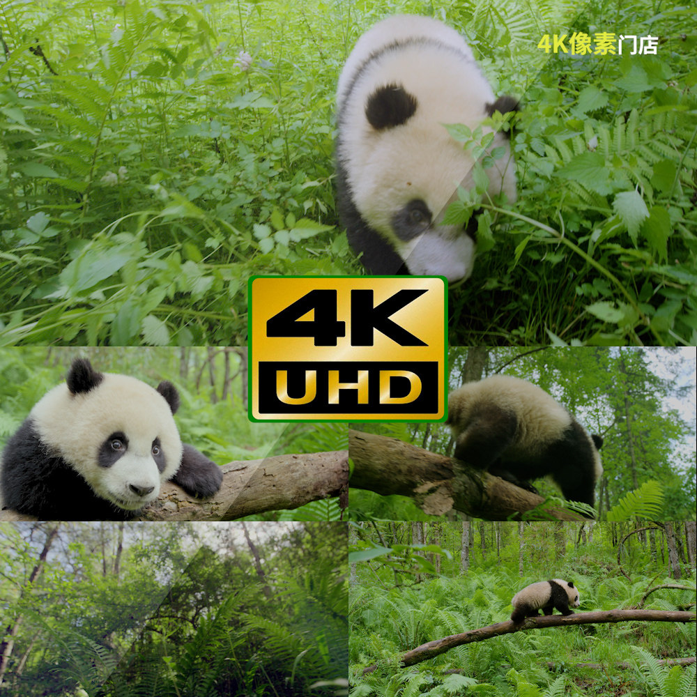 873-4k视频素材-熊猫可爱进食爬行群体野外原始森林动物自然