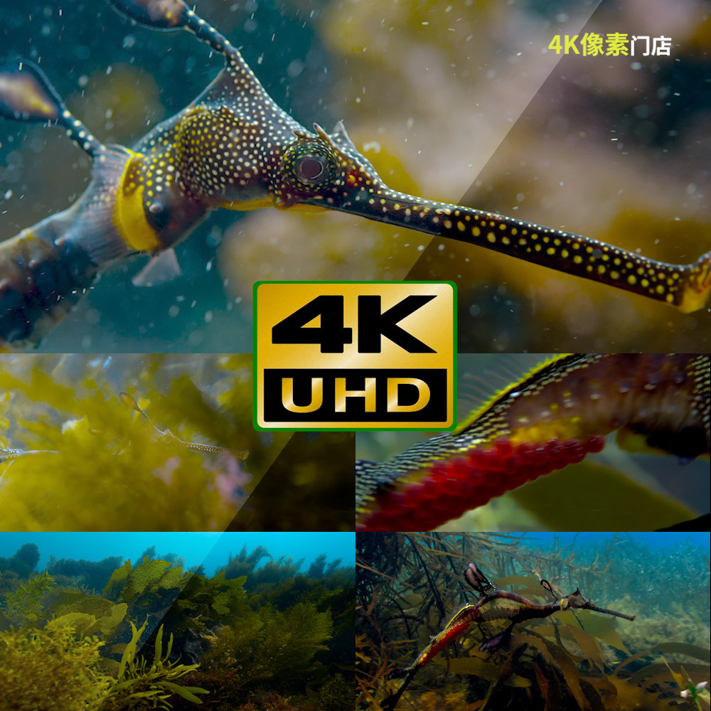 110-4k视频素材-海马海洋海水游泳水草繁衍水下生物生态热带自然