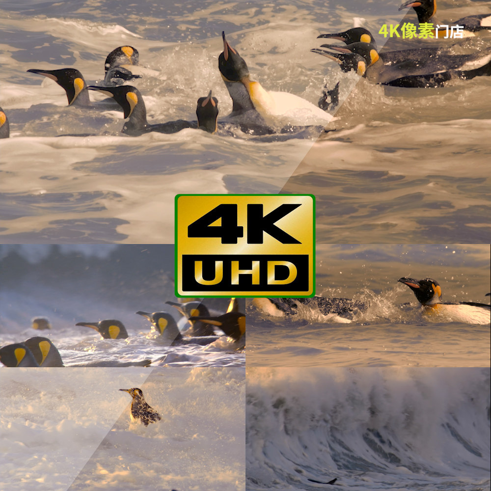 288-4K视频素材-企鹅天空美景日出夕阳风光寒冷温度南极日出夕阳,商务/设计服务,设计素材/源文件,淘宝优惠券,粉丝福利购,淘宝优惠卷