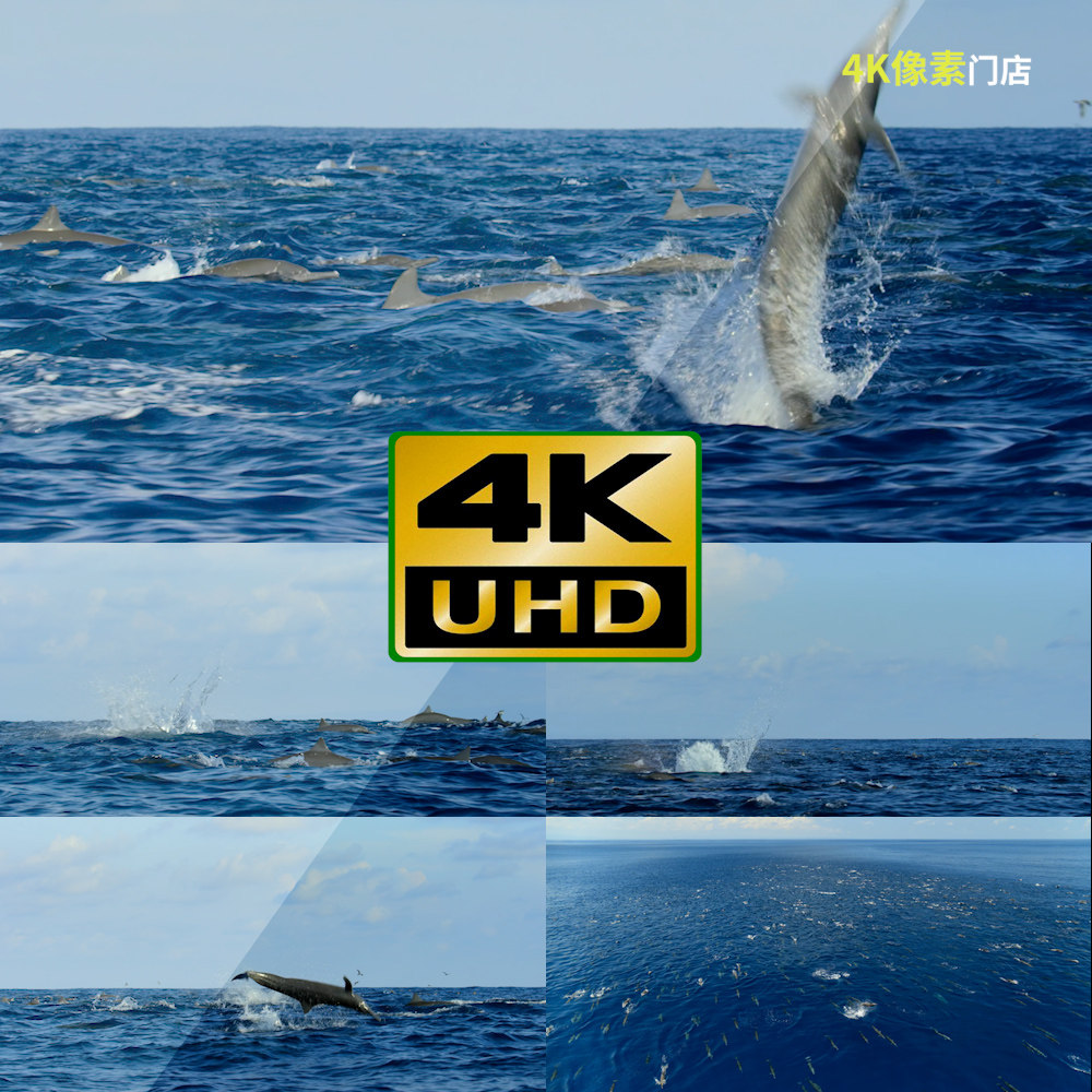 159-4k视频素材-海豚跳跃波浪太平洋群体海洋海水游泳水下生物