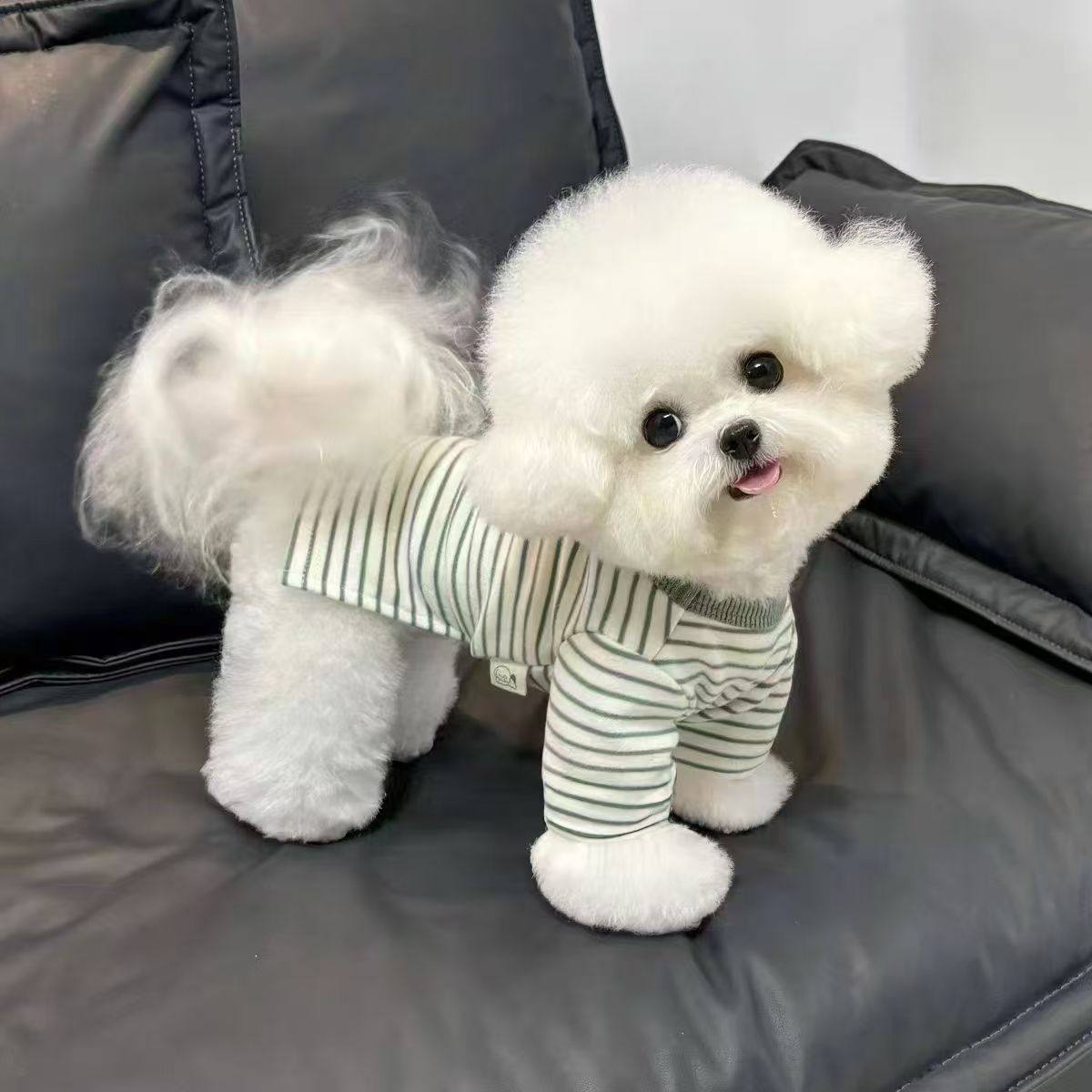 比熊狗狗衣服秋冬款条纹卫衣潮牌百搭打底衫带牵引扣宠物猫咪泰迪,宠物/宠物食品及用品,猫宠物服装/雨衣（新）,淘宝优惠券,粉丝福利购,淘宝优惠卷