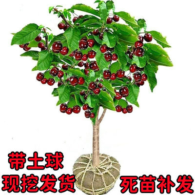 车厘子树苗樱桃苖南方北种植