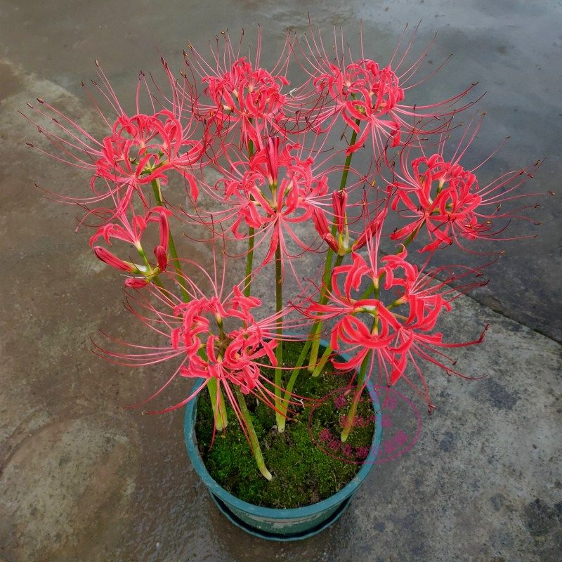 种石蒜彼岸花四季绿植沙华室内花卉花盆栽种子彼岸花曼珠种球