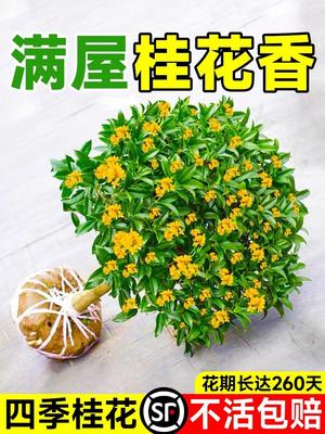 桂花树苗原生大八月金庭院