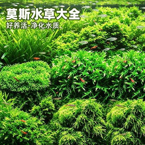 鱼缸莫斯水草活体贴面沉木造景