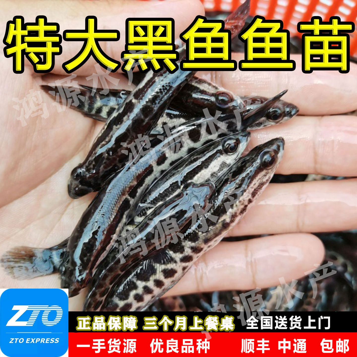 黑鱼苗淡水养殖活体乌鱼苗财鱼特大杂交生鱼苗凶猛路亚冷水观赏鱼