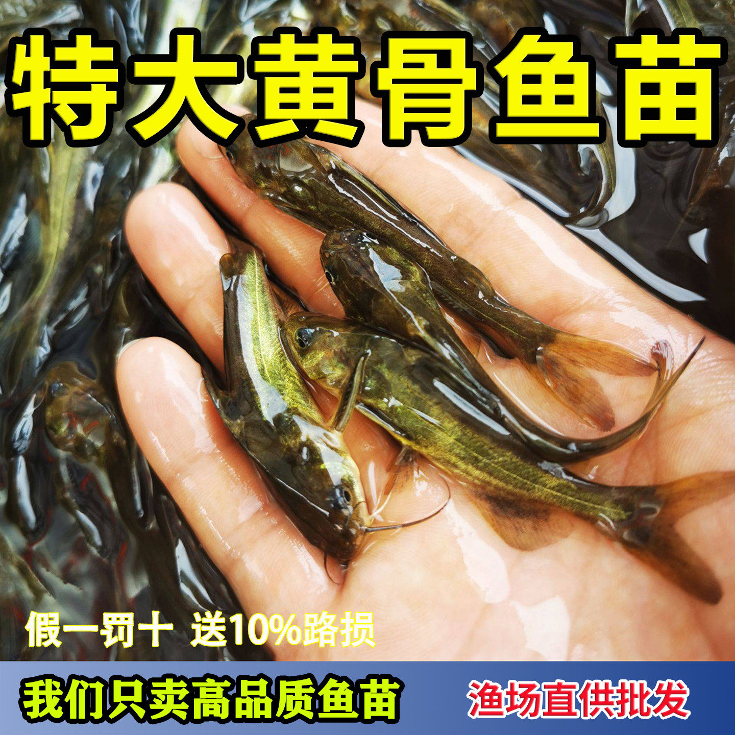 黄颡鱼苗黄辣丁鱼苗黄骨鱼苗昂刺鱼黄桑鱼苗黄鸭叫淡水养殖食用鱼